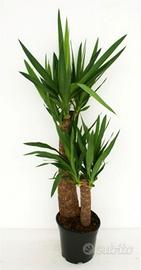 dracena - tronchetto   della   felicita'