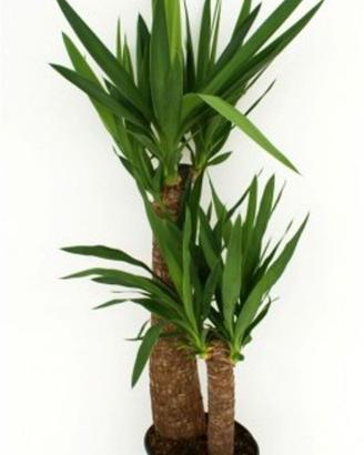 dracena - tronchetto   della   felicita'