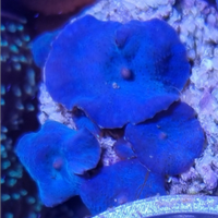 Coralli molli discosomi blu