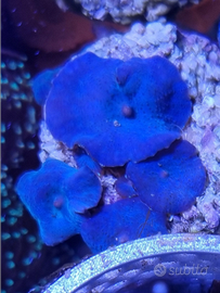 Coralli molli discosomi blu