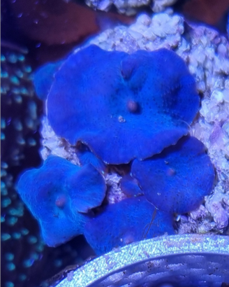 Coralli molli discosomi blu