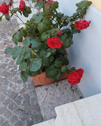Pianta con vaso rosa gialla e rossa