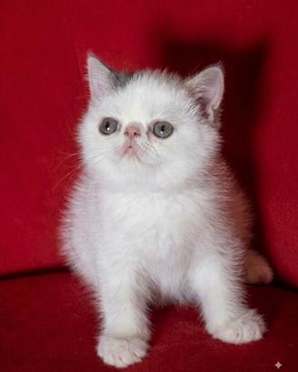 Cucciolo i razza exotic shorthair