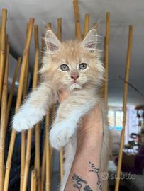 Maine Coon Cream