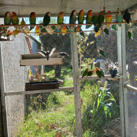 Inseparabili Roseicollis Coppie e Pulli