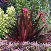 Piante acquario  xyris red