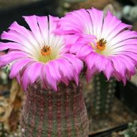 Cactus- Echinocereus rigidissimus