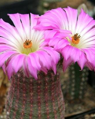 Cactus- Echinocereus rigidissimus