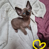 Canadian Sphynx con pedigree