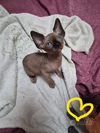 Canadian Sphynx con pedigree