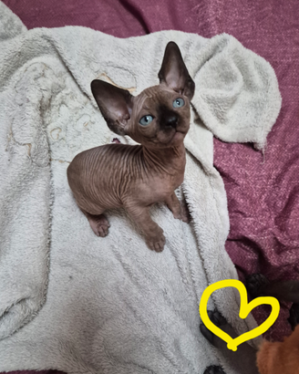 Canadian Sphynx con pedigree