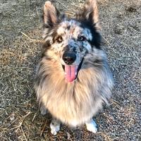 Monta cane pastore del Lagorai