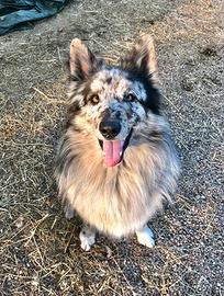 Monta cane pastore del Lagorai