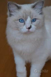 Cuccioli Ragdoll