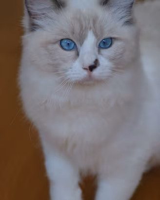 Cuccioli Ragdoll