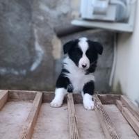 Cucciola di border collie
