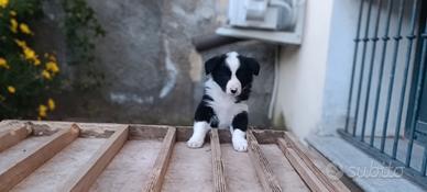 Cucciola di border collie