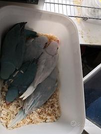Pullo parrocchetto dal collare blu