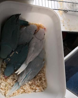 Pullo parrocchetto dal collare blu