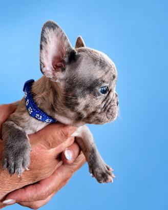 Bulldog francese