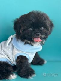 Maltipoo Choco