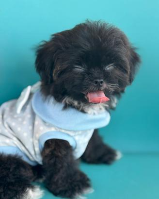 Maltipoo Choco