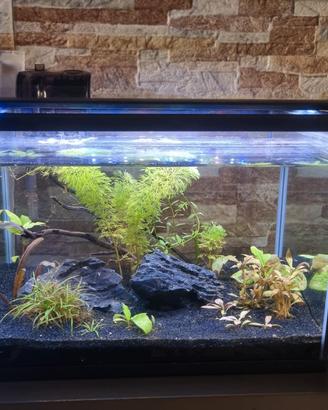 Acquario 20L pronto all'uso