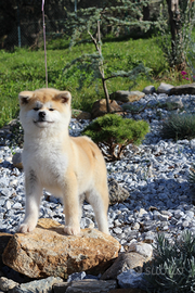 Akita inu
