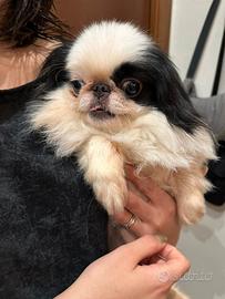 Cane Japanese chin