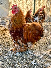 Cocincine nane millefiori maschi e femmine