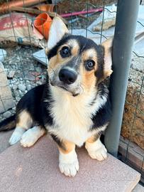 Cucciolo Welsh Corgi Pembroke