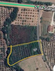 Terreno con ulivi e una costruzione