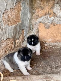 Prestigiose cucciole di Akita Americano