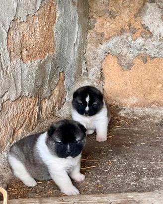 Prestigiose cucciole di Akita Americano