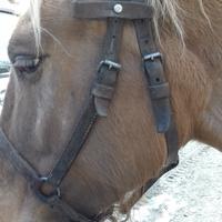 Capezza in cuoio ex esercito svizzero