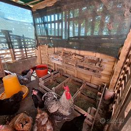Galline Ovaiole, Pulcini e Galli