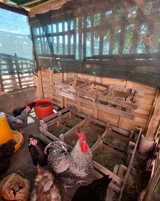 Galline Ovaiole, Pulcini e Galli