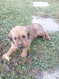 Cagnolina