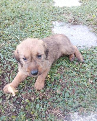 Cagnolina