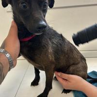 Meticcio di taglia piccola