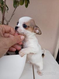 Cucciolo di Chihuahua toy