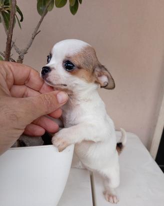 Cucciolo di Chihuahua toy