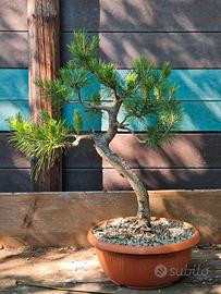Bonsai pino silvestre (pinus sylvestris) 