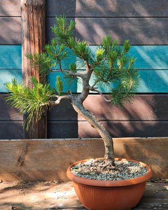 Bonsai pino silvestre (pinus sylvestris) 