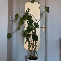 Pianta Monstera deliciosa