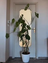 Pianta Monstera deliciosa