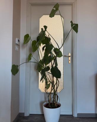 Pianta Monstera deliciosa