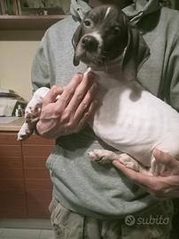 Cuccioli di Pointer inglese