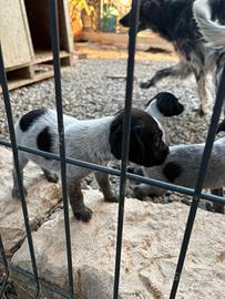 Cuccioli setter/kurzhaar