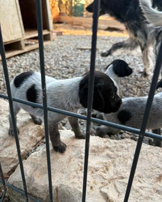 Cuccioli setter/kurzhaar